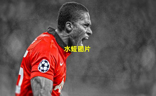 水蛭图片